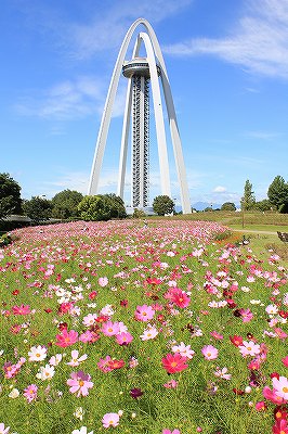 １３８タワーパーク コスモス開花状況 9 13 木曽三川公園スタッフブログ