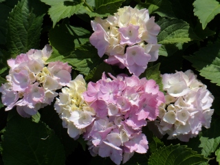 s-DSC00177.jpg