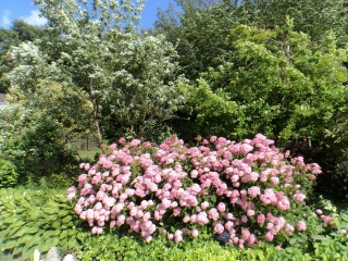 s-DSC00181.jpg