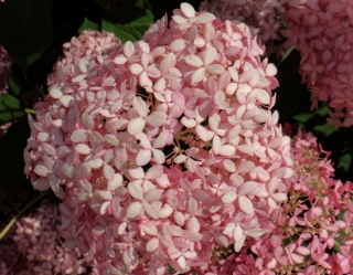 s-DSC00185.jpg