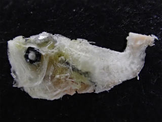 sP2270360.jpg