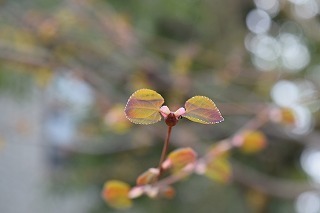 170401 (11).jpg