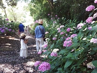 200607柴田主任よりアジサイ (4).jpg