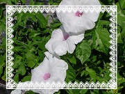 20120805_2.jpg