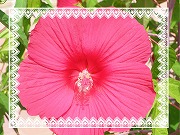20120805_4.jpg