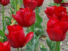 20140413_047_バラダ_1.jpg