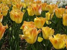 20140413_077_サーモスダイナスティ.jpg