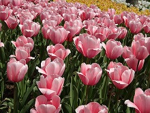 20140413_078_サーモスインプレッション.jpg