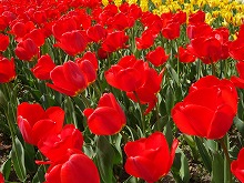 20140415_084_パレード.jpg