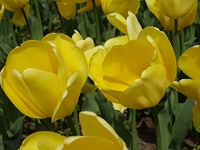 20140415_086_ゴールデンパレード.jpg