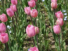20140415_087_ロザリー.jpg