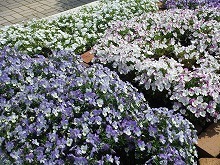 20140503_2.jpg