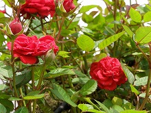 20140518_2.jpg