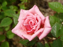 20140518_3.jpg