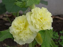 20140608_8.jpg