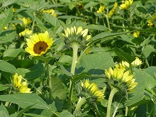 20140727_5.jpg