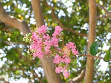 20140807_3.jpg
