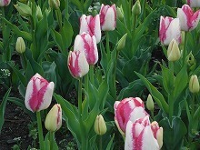 20150410_デルピエロ2.jpg