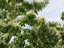 20150429_2.jpg