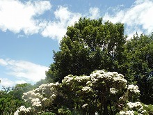 20150606_4.jpg