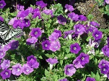 20150606_5.jpg
