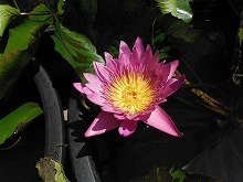 20150805_クイーンオブサイアム .jpg