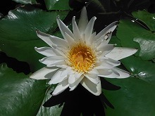 20150805_スターホワイト .jpg