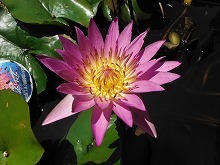 20150805_プロイデン .jpg