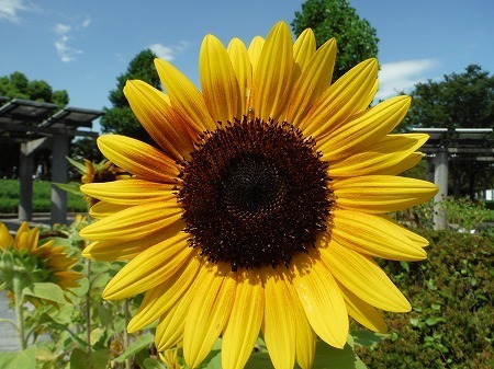 20150822_ゴッホ_1.jpg