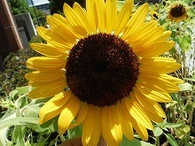 20150822_トルマンティー.jpg