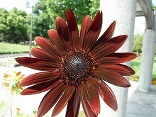 20150822_ルビー_1.jpg