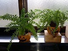20150919_5.jpg