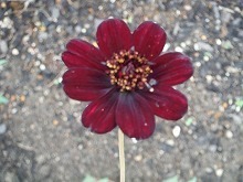 20151010_4.jpg