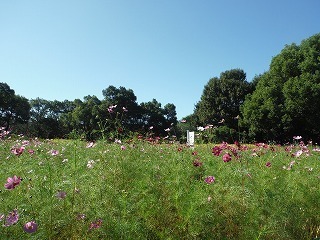 木曽三川公園センター ピンクや白のコスモスが咲き進んできました 木曽三川公園スタッフブログ