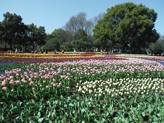 木曽三川公園センター チューリップ祭２日目 木曽三川公園スタッフブログ