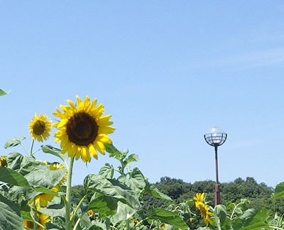 20220714_庄内緑地公園.jpg