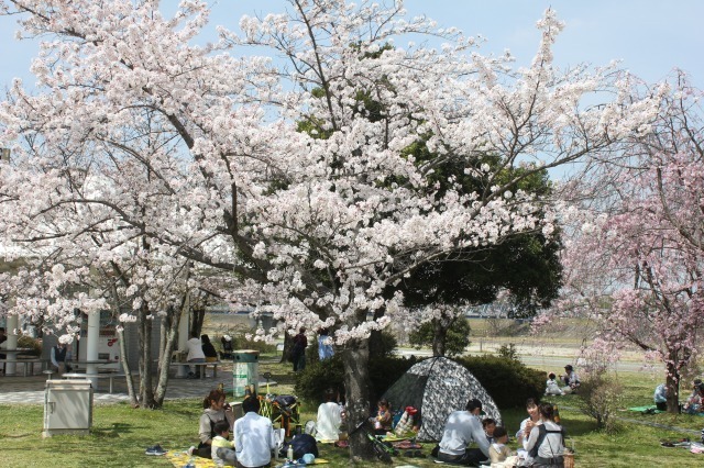 210401園内の桜 (30).jpg