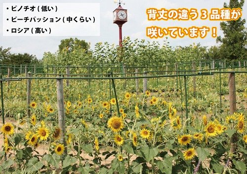 3品種.jpg