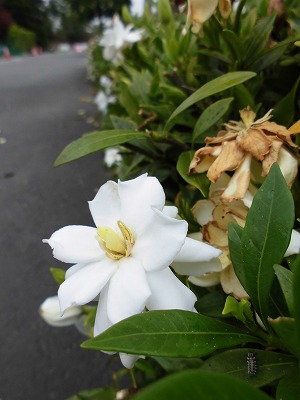 CIMG0041.jpg
