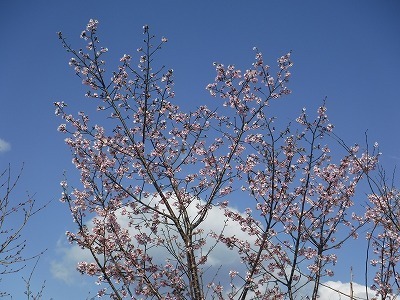 DSCF7508.jpg
