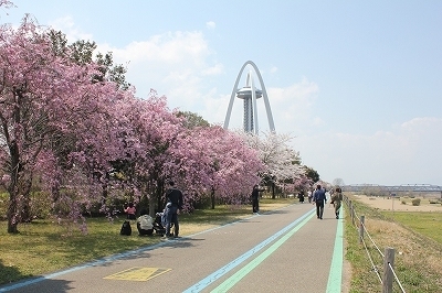 １３８タワーパーク 桜の樹勢回復 根を元気しています 木曽三川公園スタッフブログ