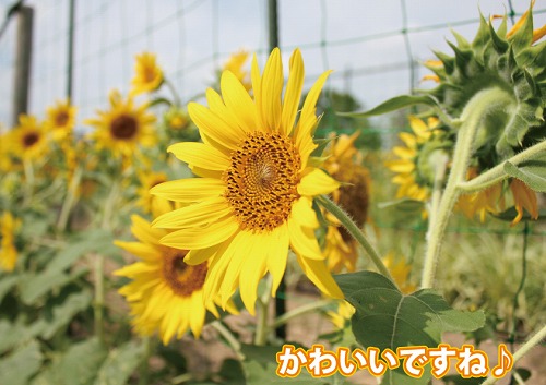 かわいい.jpg