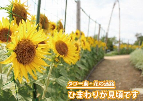 ひまわり見頃.jpg