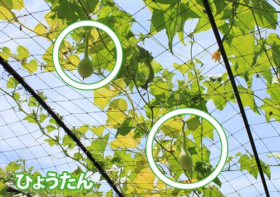 ひょうたん.jpg