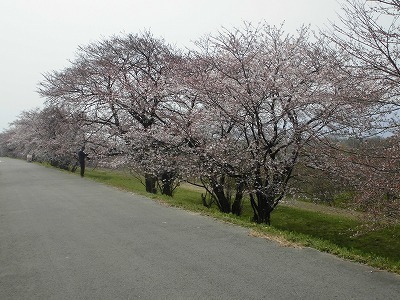 並木4.jpg