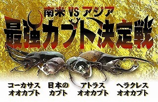 最強カブト決定戦.jpg