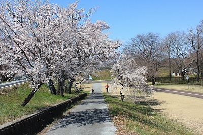 木曽川堤 (19).jpg
