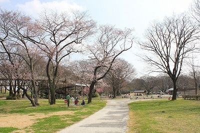 桜0322 (2).jpg