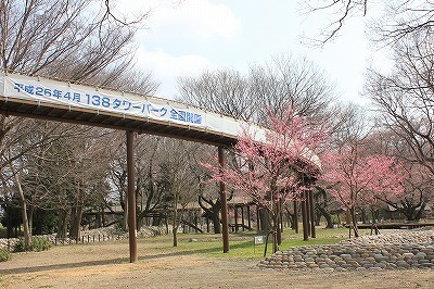 桜0322 (3).jpg