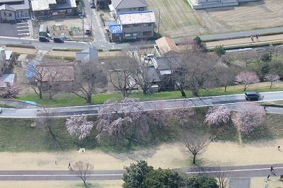 桜0322 (6).jpg